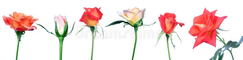 Rose immagini stock