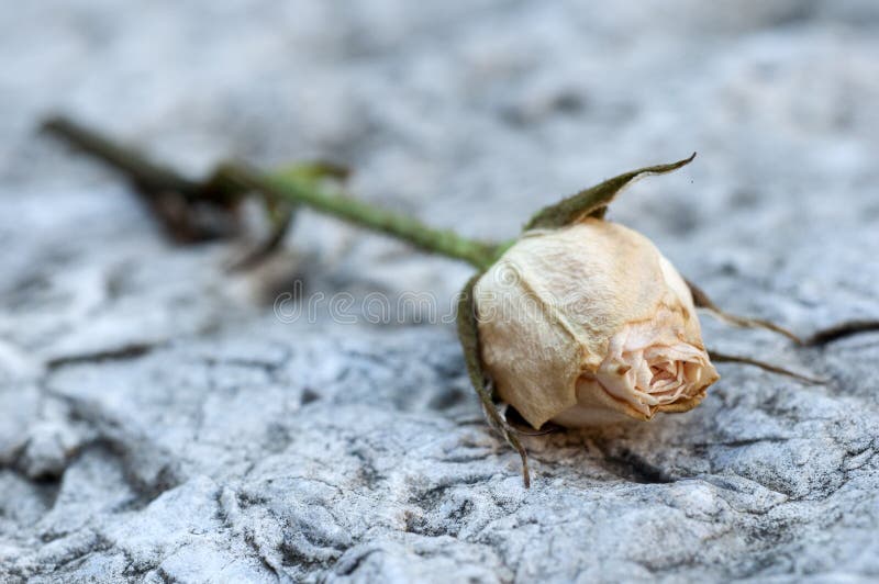 Rose royalty free stock photography Rose royalty free stock photography