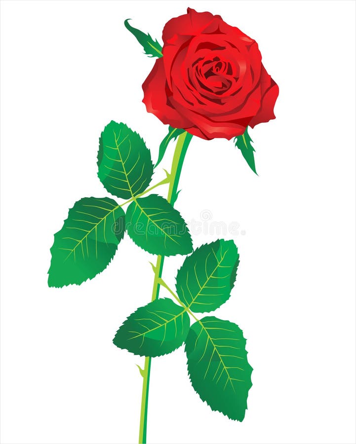 Red rose. Vector stock vector. Illustration of isolated - 28618944