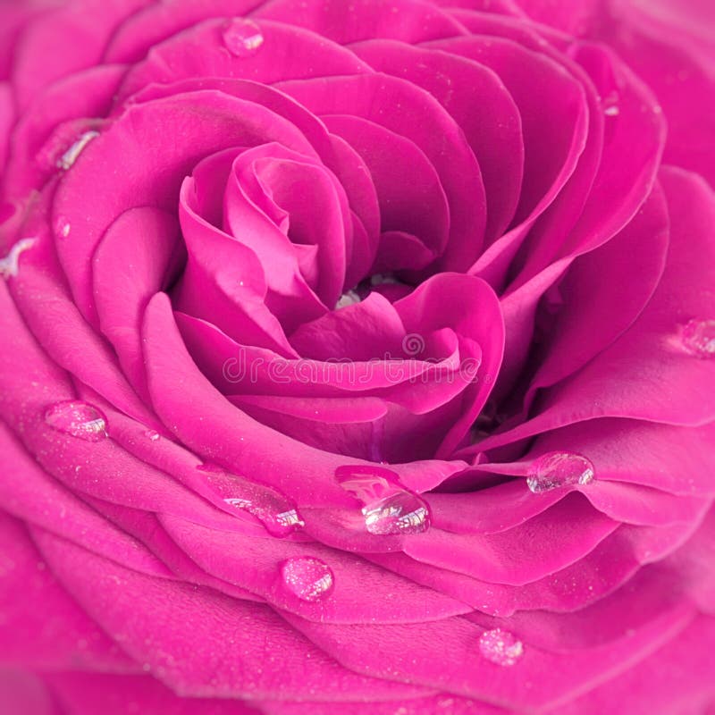Pink rose with water drops close up.