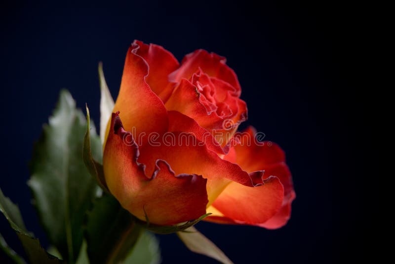 Rose royalty free stock photo