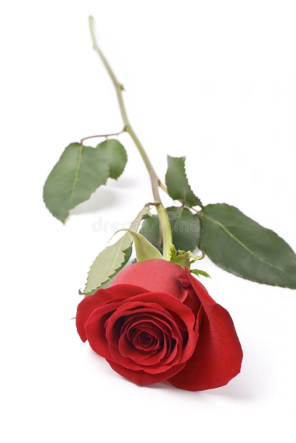 Rose royalty free stock photography