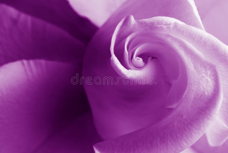 Rose royalty free stock photography