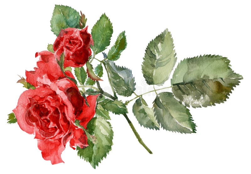 Rose vektor abbildung