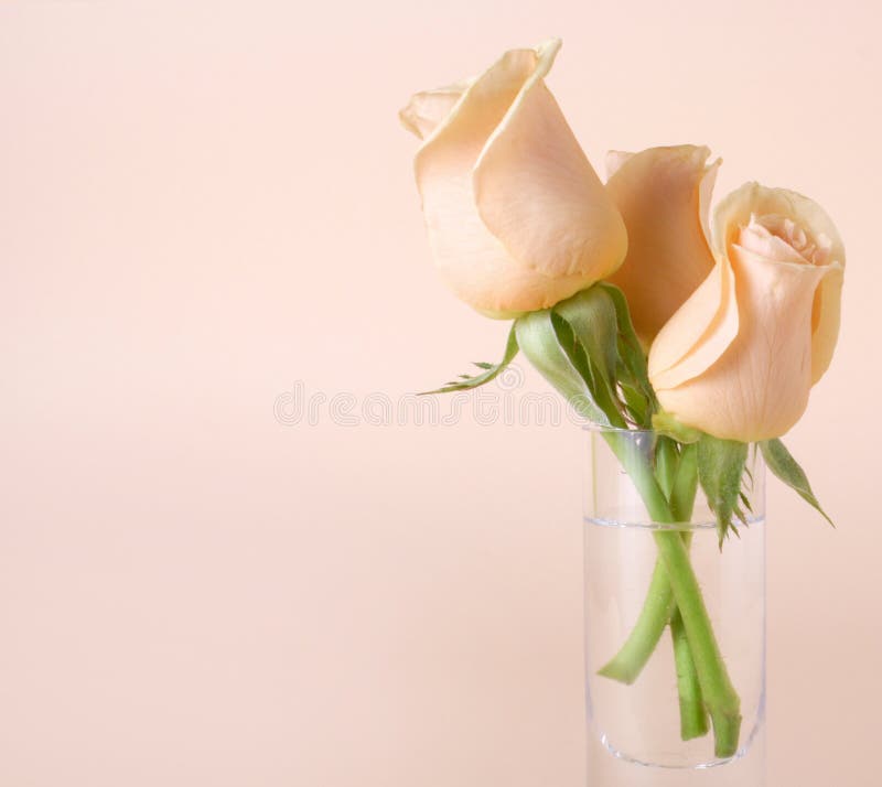 Pastel roses in glass, pastel background, romantic postcard