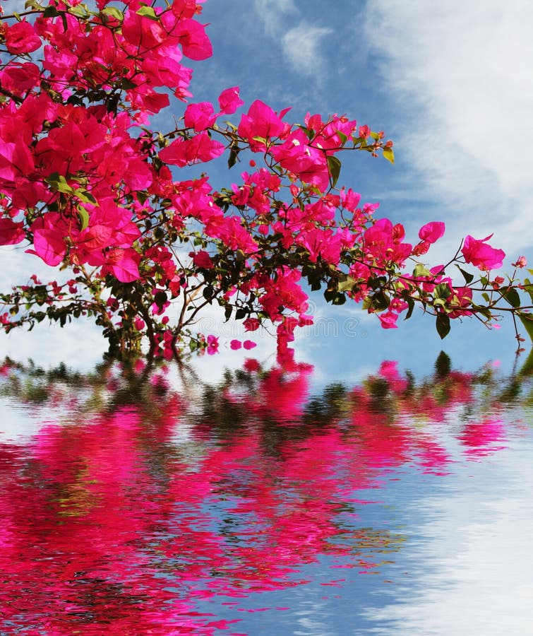 Rose stock image. Image of colour, nature, reflection - 3865197