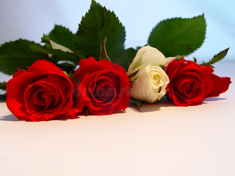 Rose fotografia stock Rose fotografia stock