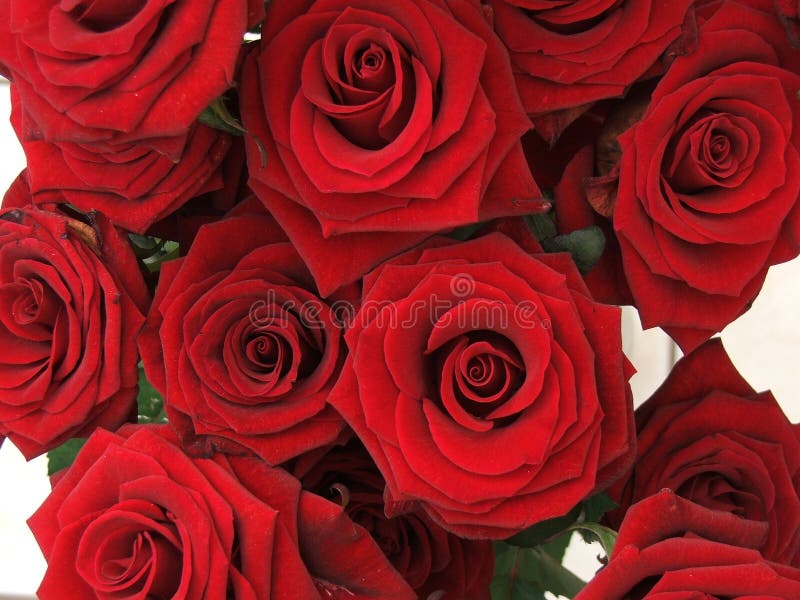 Rose immagini stock libere da diritti Rose immagini stock libere da diritti