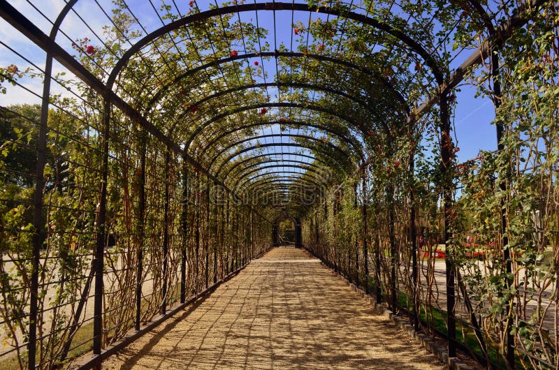 Rose Alley imagen de archivo. Imagen de verde, cubo, exterior 57839899