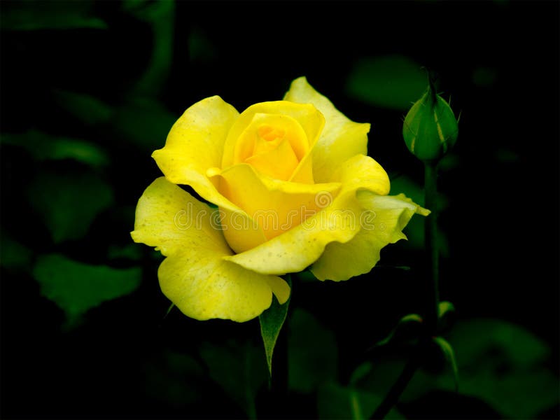Rose amarilla imagen de archivo Rose amarilla imagen de archivo
