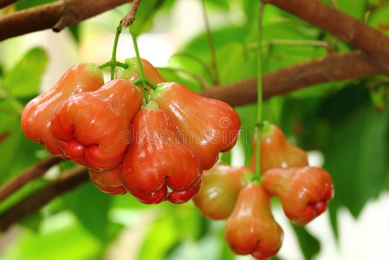 Rose apple stock photo. Image of sweet, group, fresh 19493392