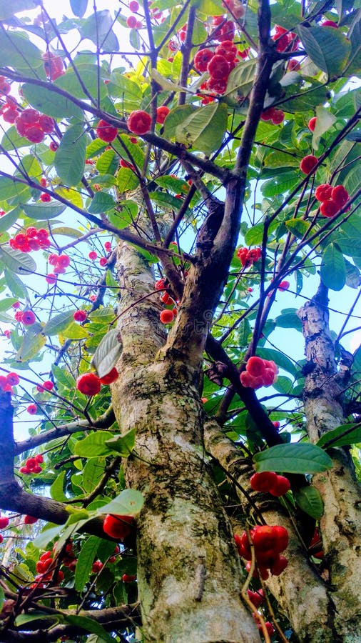 Rose Apple aqueuse photo stock Rose Apple aqueuse photo stock