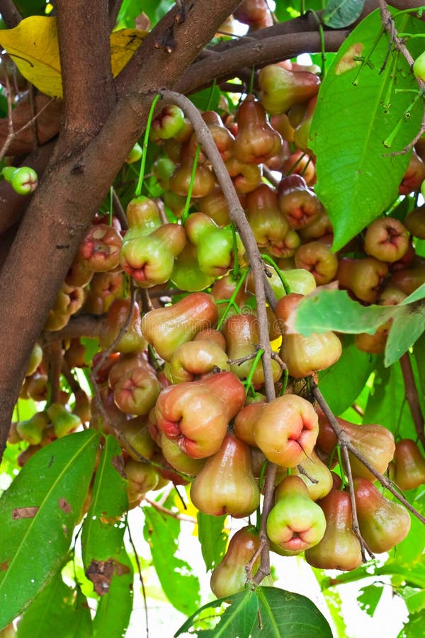 RoseApple fruit stock photo. Image of pile, food, cuisine 21524296