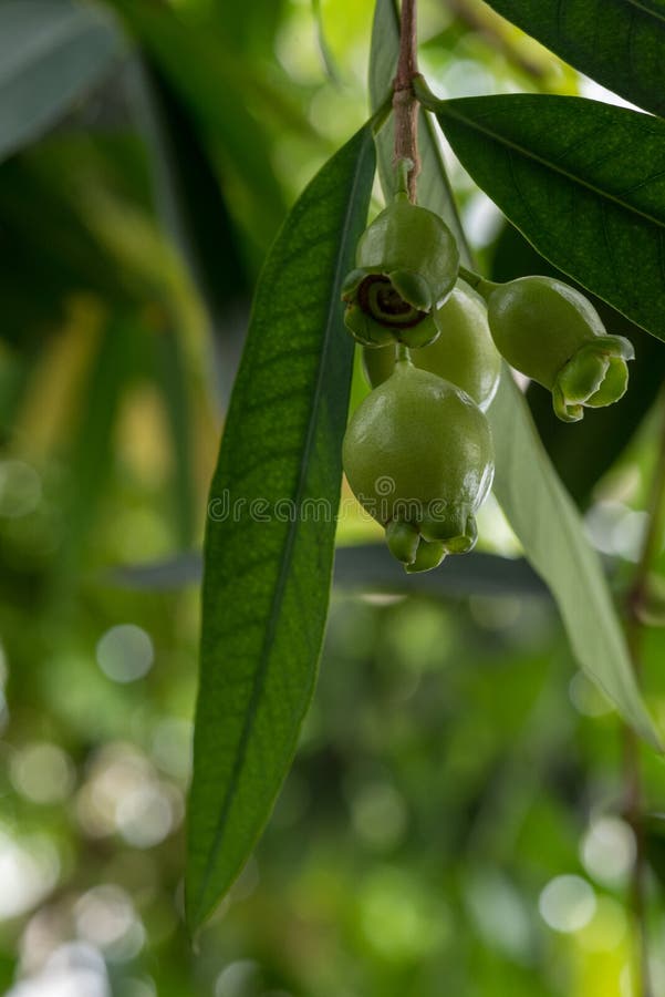 Rose Apple Fruits stock image. Image of yellow, green 170314255