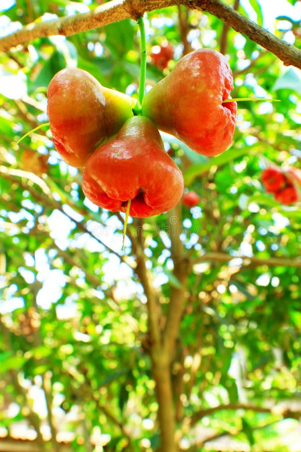 Rose Apple Trees and Fruit stock photo. Image of beautiful 41200394