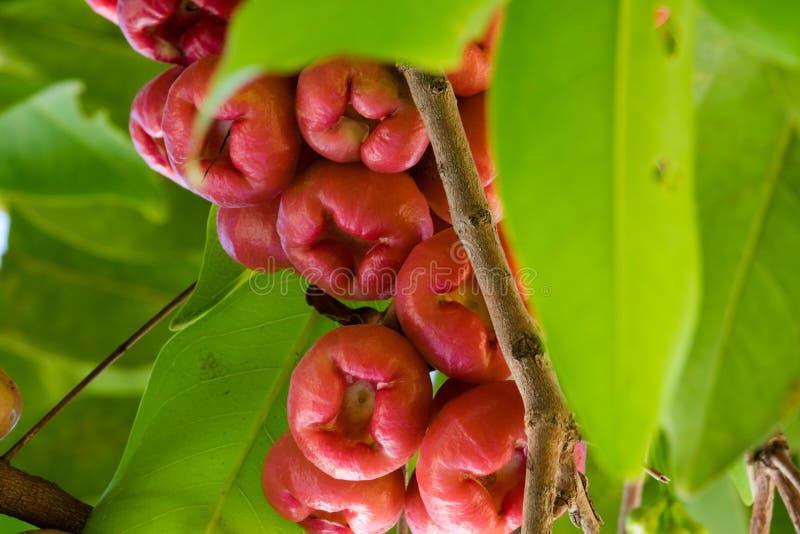 Rose Apple stock photo. Image of fruit, outdoors, food 90477654