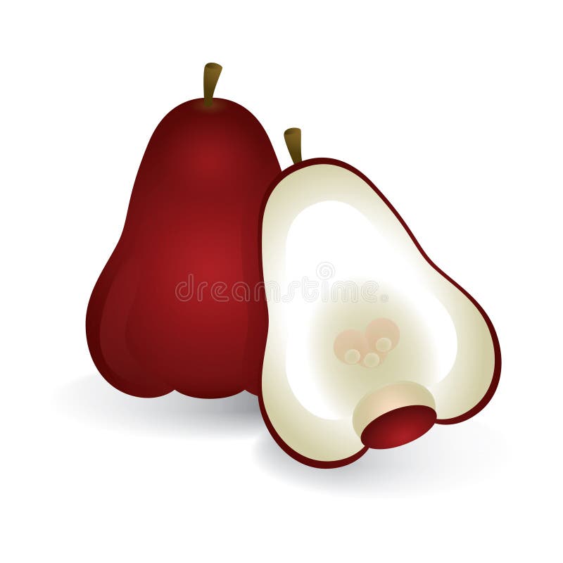 Rose Apple. Vector Illustration Decorative Background Design Stock
