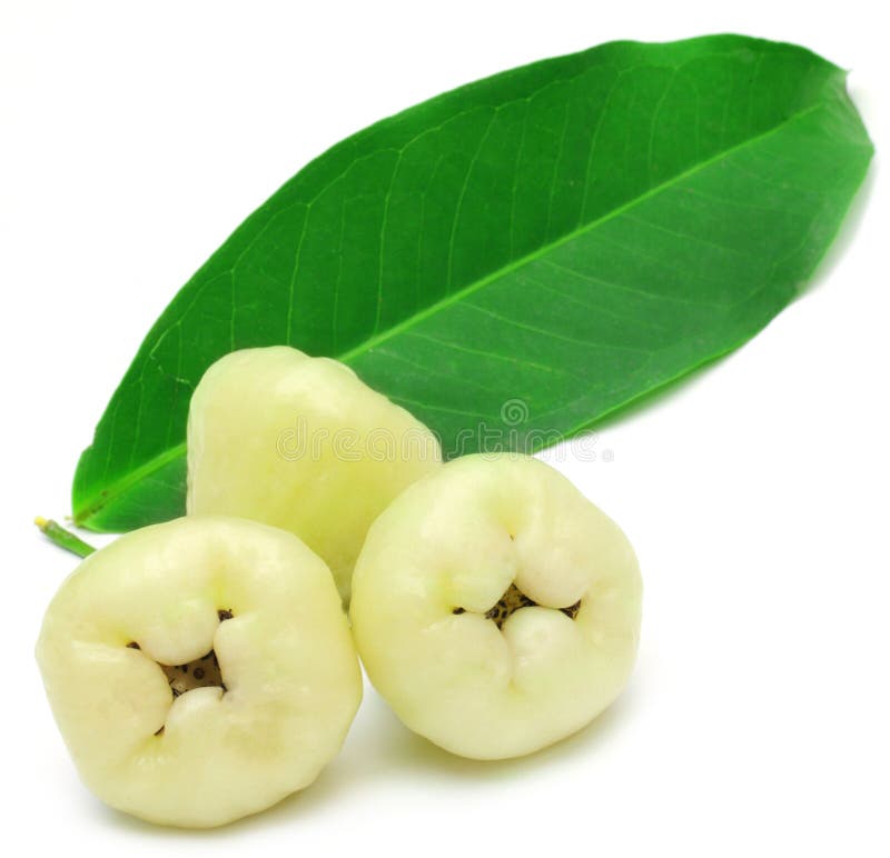 Rose apple stock photo. Image of rose, natural, green 31448742