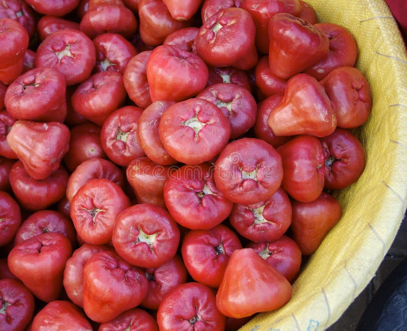 The red rose stock photo. Image of florist, bush, high 43054496