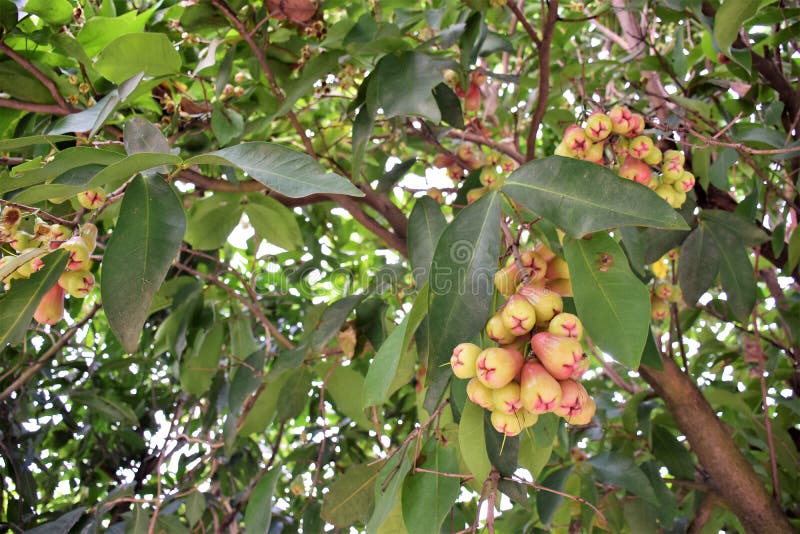 Rose apples stock photo. Image of fruit, thailandfruit 83346878