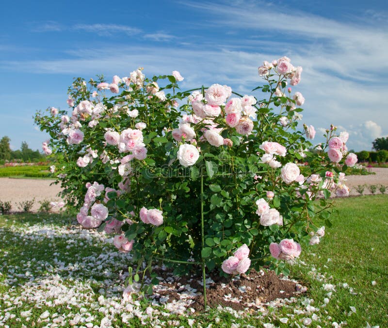 Rose arbusto Blanco-Rosada