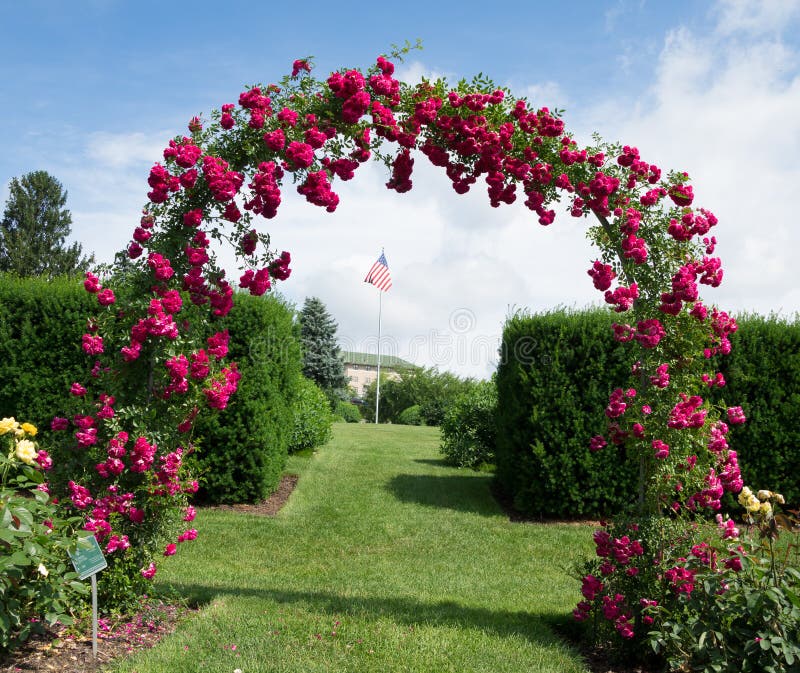 Rose Archway stock image. Image of trees, plants, green 55648719