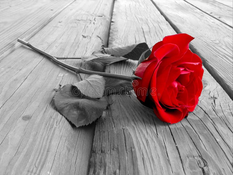 Rose auf Holz BW stockbild Rose auf Holz BW stockbild