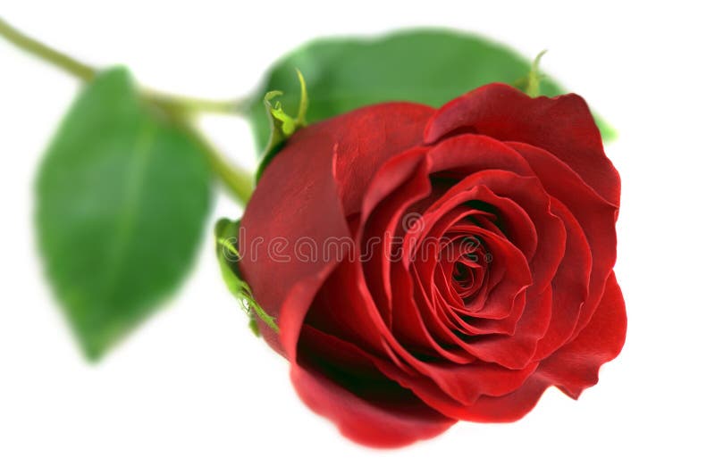 Rose auf Weiß stockbild Rose auf Weiß stockbild