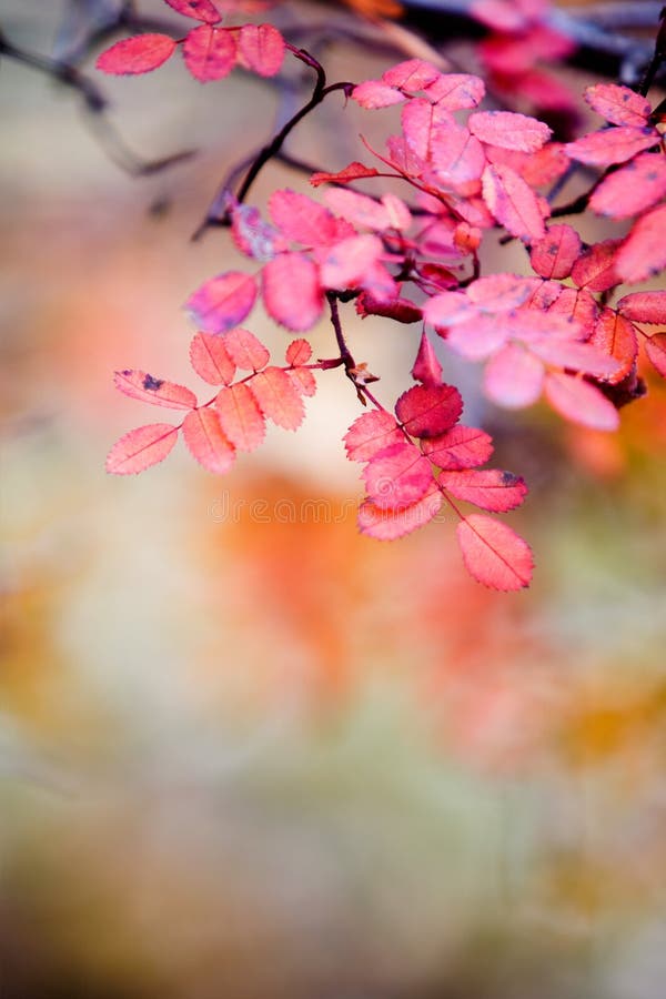 Rose in autumn