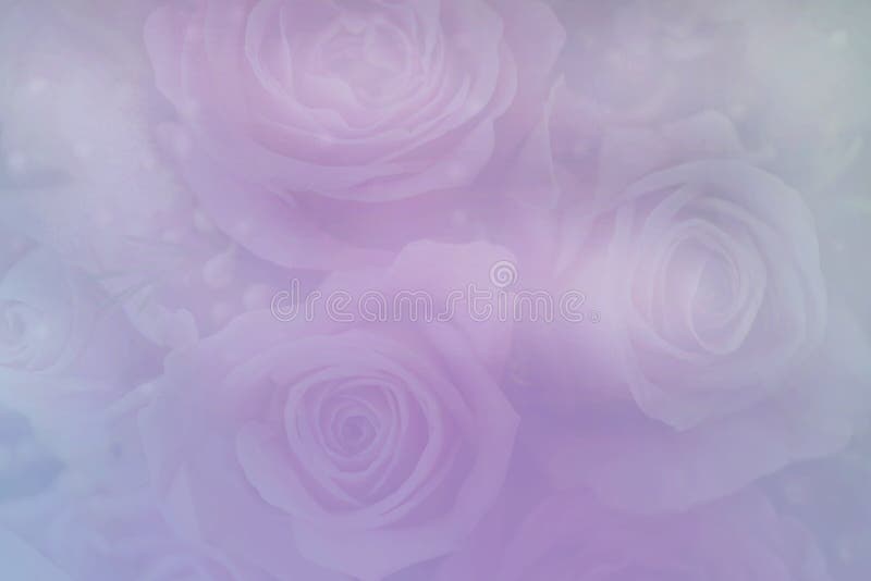 Pastel Pink and blue background of roses. Pastel Pink and blue background of roses