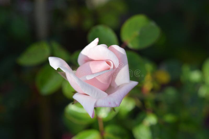 Rose Ballerina. Flower bud - Latin name - Rosa Ballerina stock photos