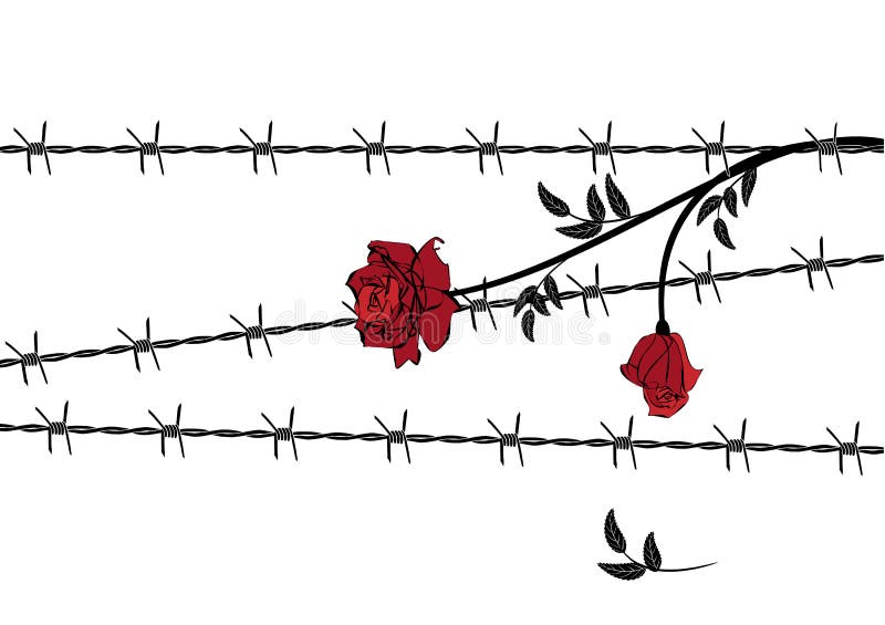 Rose with barbed wire stock vector. Illustration of rose 102383676