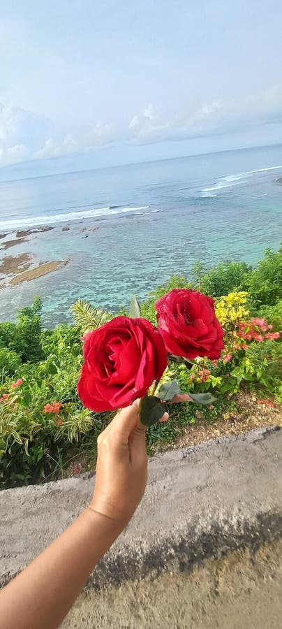 rose beauty view is a great red blues oceans ?