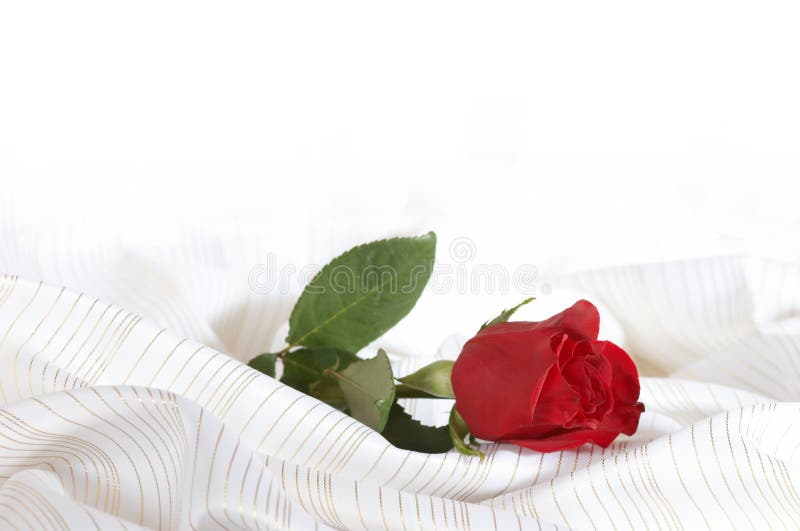 Rose on the bed