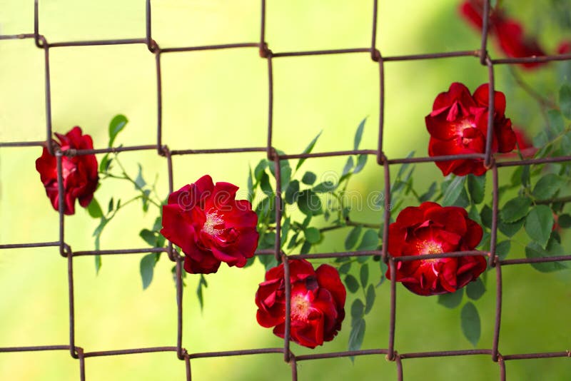 Rose Behind Fence royalty free stock photo Rose Behind Fence royalty free stock photo