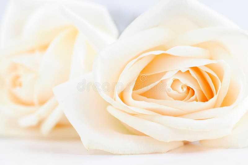 Rose beige fragili