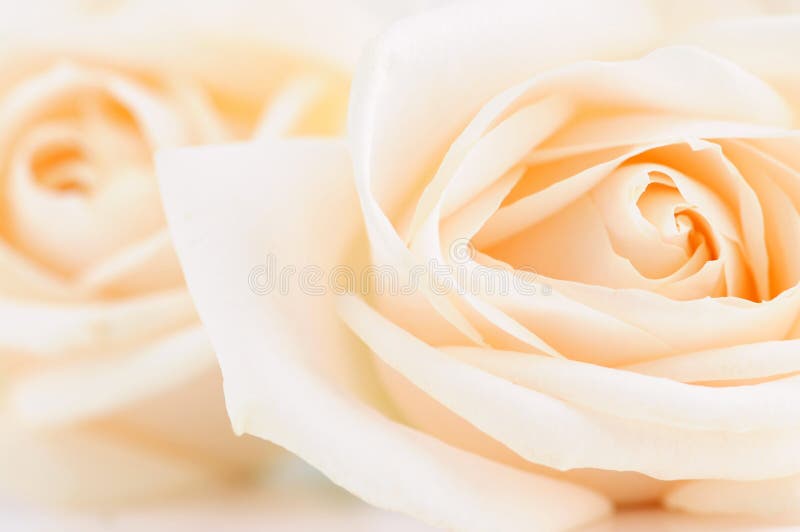 Rose beige fragili