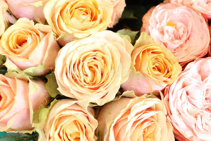 Rose belle rose enveloppé arrière-plan fleur d'été fleurie au marché aux fleurs cadeau présent sur valentines jour photographie stock