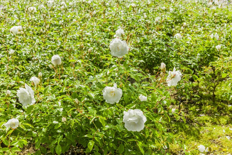 Rose bianche sante a Lourdes fotografia stock libera da diritti Rose bianche sante a Lourdes fotografia stock libera da diritti