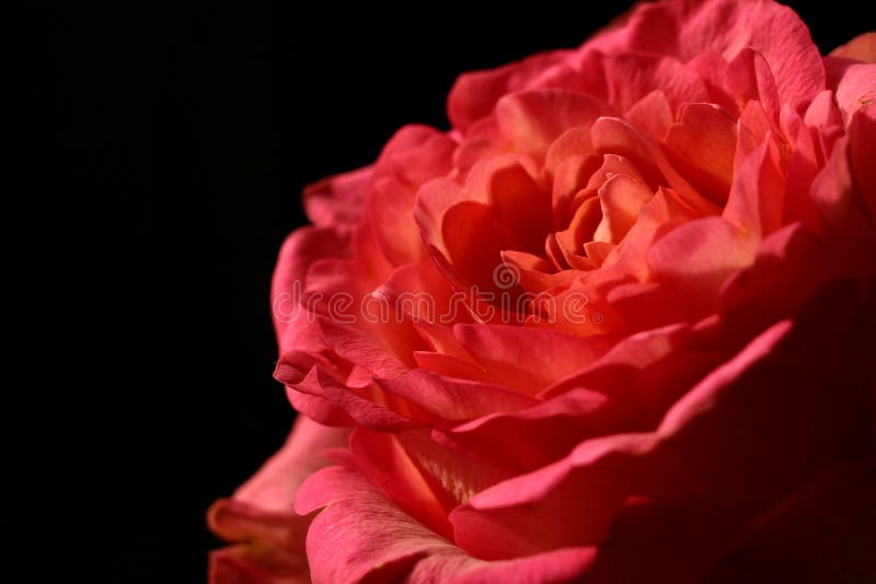 Rose on black stock photo
