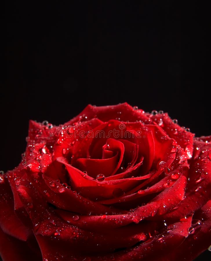 Rose on a black background