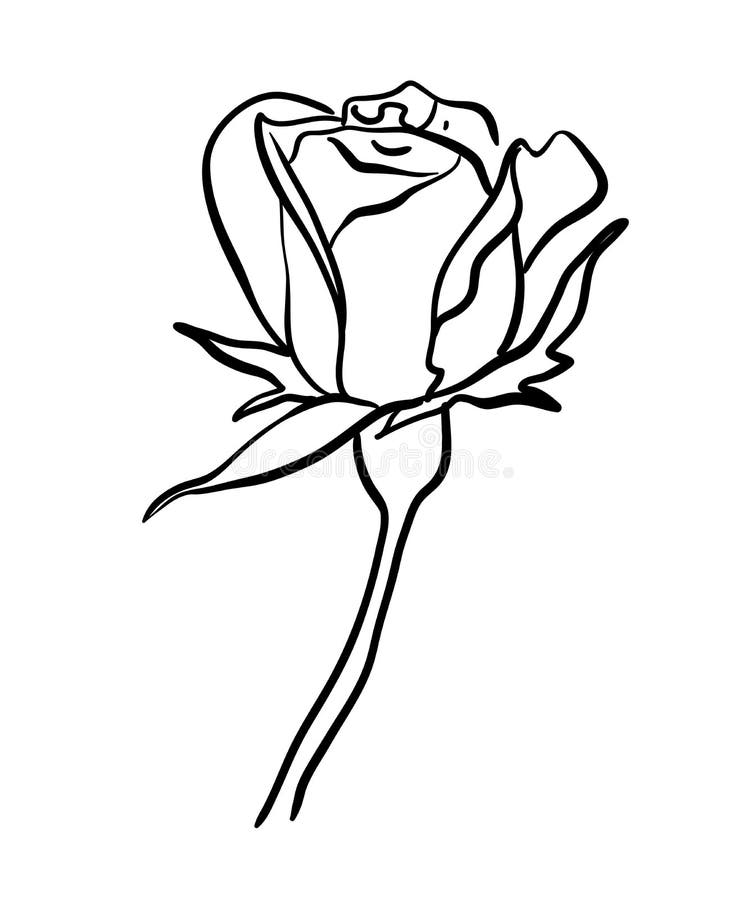 Rose black line drawing royalty free illustration