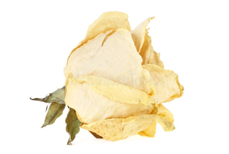 Rose Blanche Séchée Sur Fond Blanc. Image stock - Image du fond, amour:  175710609