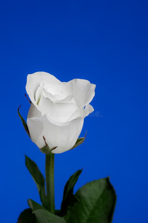 Rose Blanche Sur Le Fond Bleu Photo stock - Image du symbole, cobalt:  28889076