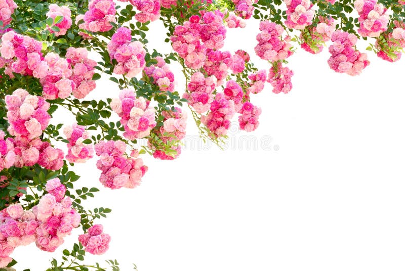 Rose blommor som isoleras på vit bakgrund arkivbild