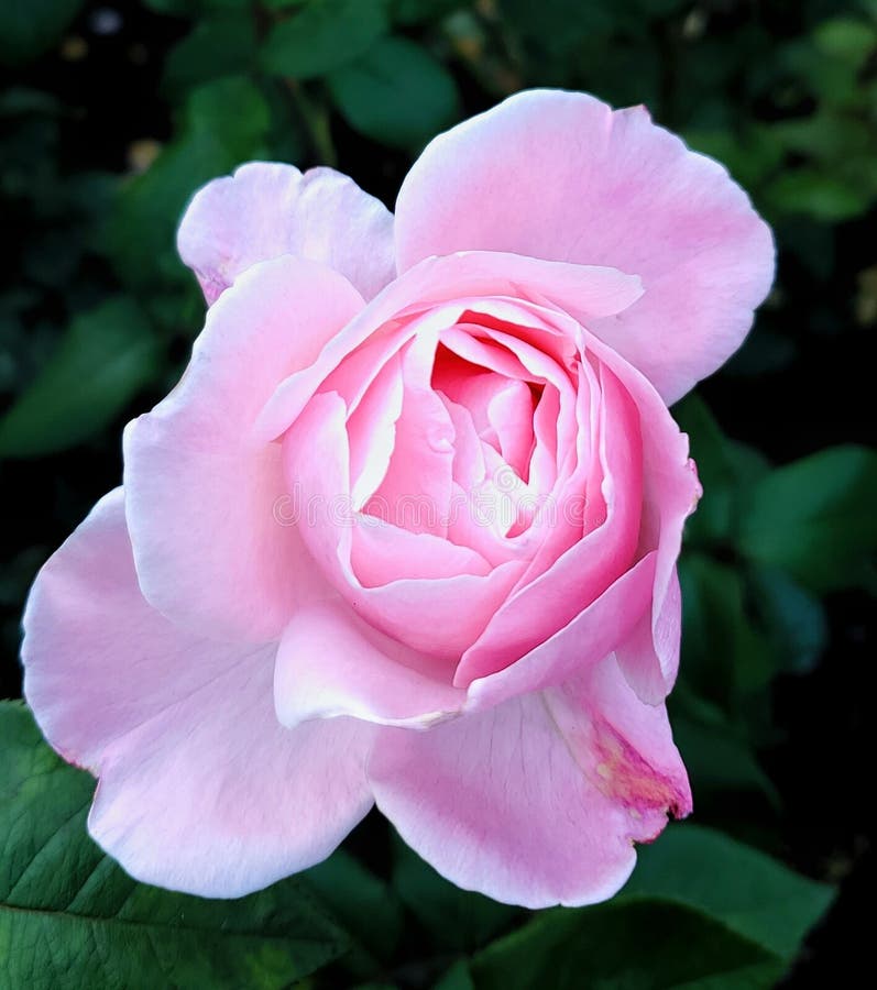 Pink rose in portland,oregon