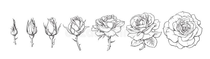 Rose blooming from closed bud to fully open flower. Hand drawn sketch style set. Vector illustration isolated on white