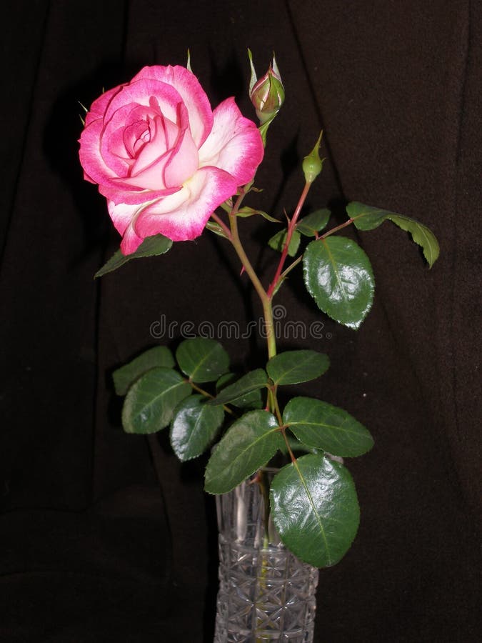 Rose Blooms in a Crystal Vase. Stock Image Image of blossom