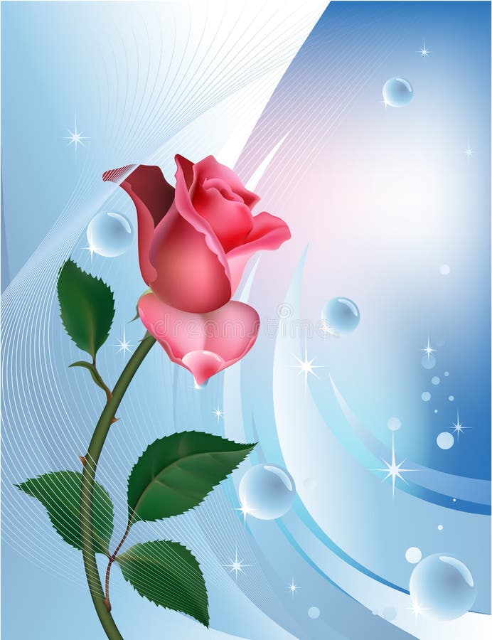 Rose on blue