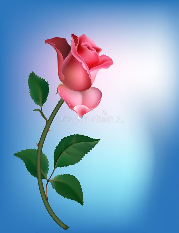 Rose on blue vector illustration